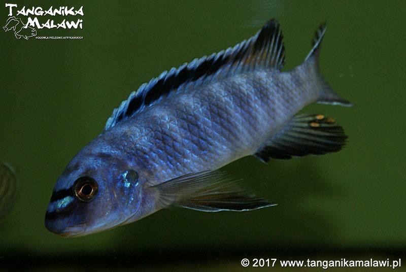 Labeotropheus trewavasae 'Mara Rocks'